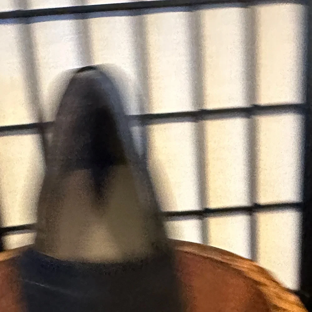 Dr. Scholl's Black Croc Embossed Sude Ankle Booties Worn Once 10m